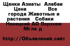 Щенки Азиаты (Алабаи) › Цена ­ 20 000 - Все города Животные и растения » Собаки   . Ненецкий АО,Верхняя Мгла д.